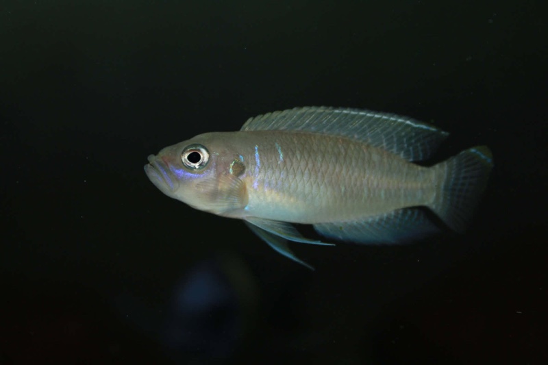 Neolamprologus brevis 'Katete'
